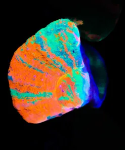 Bleeding Apple Scoly Frag (Row #90:B)