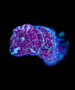 Speckled Mushroom Frag (Row #91)
