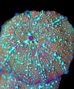 Birthday Cake Mushroom Frag (Row #91:B)