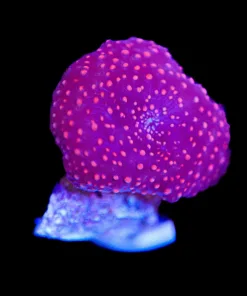 Superman Mushroom Frag (Row #92)