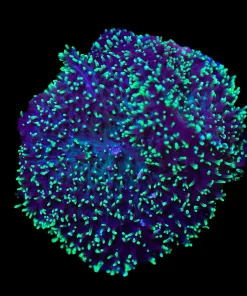 FCC Hairy Mushroom Coral Frag (Row #94)