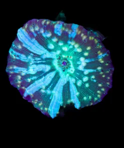 Green Lighting Mushroom Frag (Row #95:B)