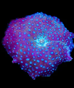Blue Interstellar Mushroom (Row #96:B)