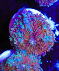 Blue / Orange Yuma Mushroom (Row #98)
