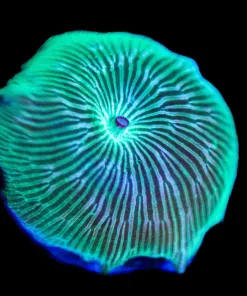 Green Serpent Mushroom (Row #99)