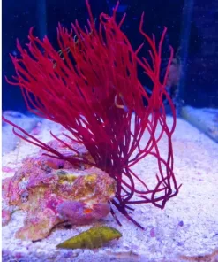 Fire Whip Macro Algae (Fragoon) Long, unique skinny strands unlike any other