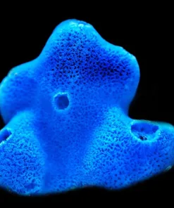 Blue Sponge 1'' Frag