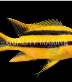 Black & Gold Chromis  *pick up only* (IVR2-B8)