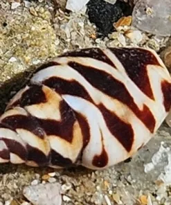 Lightning Dove Snail (Invert Row 4 - Bunker 2) *NEW*