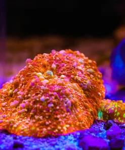 WYsiwyg Large Final Boss Bounce Mushroom - From March's dispaly studio tank