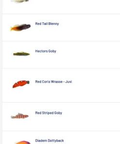Quarantined fish arriving this week *pick up only* $50 each