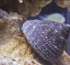 Large Trochus Snail (INV Row 1-B7)