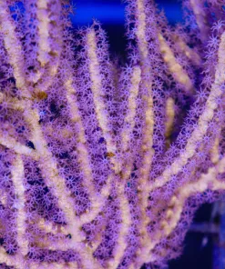 Purple Blossom Gorgonian Frag | Photosynethic | Umounted 1-2'' Frag | Rare