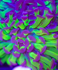 Classic Hammer Coral Frag (C166:B)