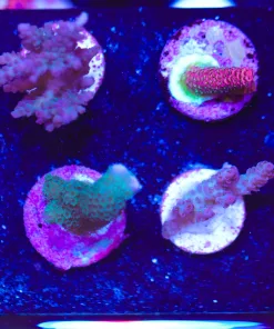 Wysiwyg 8 Piece Tiny Beginner SPS Frag Pack