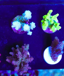 Wysiwyg 8 Piece Small Acropora Beginner Frag Pack (FP1) | Pick Up Only