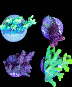 Wysiwyg 8 Piece Small Acropora Beginner Frag Pack (FP2)  | Pick Up Only