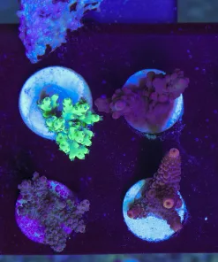 Wysiwyg 8 Piece Small Acropora Beginner Frag Pack (FP3)  | Pick Up Only