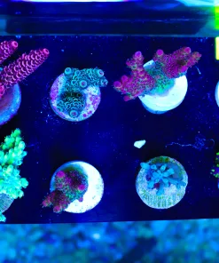 Wysiwyg 8 Piece Collector Acropora Pack (FP4) | Includes Ice Fire Enchinata Frag!