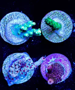 Wysiwyg 8 TINY  Small Acropora Beginner Frag Pack (FP5) | Pick Up Only