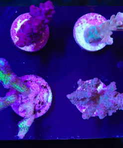Wysiwyg Beginner Small Acopora Frag Pack (FP1) | Max 1 Frag Pack Per Order
