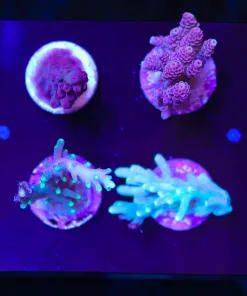 Wysiwyg Beginner Small Acopora Frag Pack (FP2) | Max 1 Frag Pack Per Order
