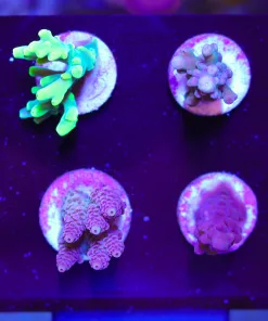 Wysiwyg Beginner Small Acopora Frag Pack (FP3) | Max 1 Frag Pack Per Order
