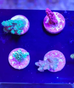 Wysiwyg Beginner Small Acopora Frag Pack (FP4) | Max 1 Frag Pack Per Order
