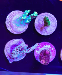 Wysiwyg Beginner TINY Acopora Frag Pack (FP5) | Max 1 Frag Pack Per Order | Please note these are very small frag