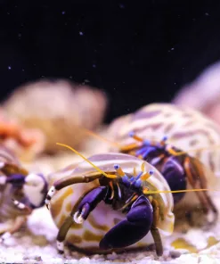 XL Blue Eye Hermit  (R2-B6) |  With Unique / Beautiful Shell  | Video Inside