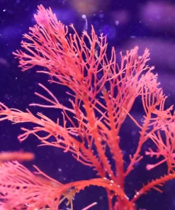 Red Fern Macro Algae  (R2-B5) Smaller Portion | NEW! | Solomon Islands |