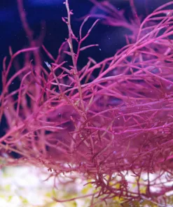 Red Nest Macro Algae  (R2-B4) | NEW! | Solomon Islands |