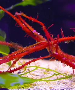 Red Rope Catcus Macro Algae  (R2-B3) Smaller Portion | NEW! | Solomon Islands |