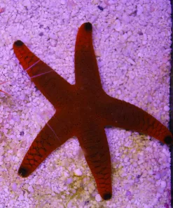 Black Tip Red Orange Starfish (R4-B2)