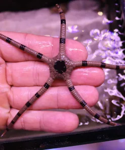 Serpent Star (R4-B1) | Small / Medium Side | Amazing Detritus Eater | Reef Safe | Max1star per order