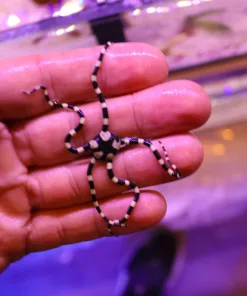 Zebra Serpent Star (R4-B6) | Small / Medium Side | Amazing Detritus Eater | Reef Safe | Max1star per order