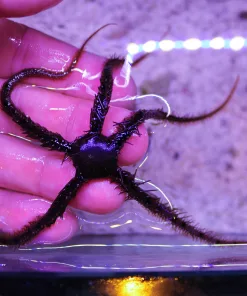 Brittle Serpent Star (R4-B5) |The Best Detritus Eater Of All Starfish | Reef Safe | Max1star per order