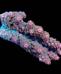 Terry Table Acropora Frag (A10)
