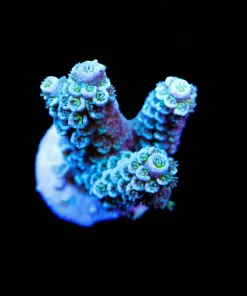 Blue Fuzzy Monster (A11:B)