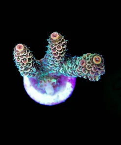 Sunset Millpora Frag (A12:B)