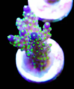 Purple Bonsai | Acropora Valida | Very Easy SPS Species (A14)
