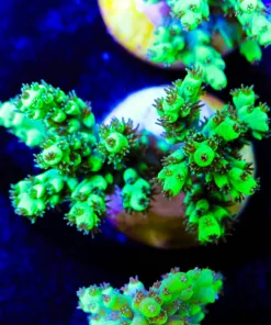 Bruce Banner | Super Green | Very Polypy (A15)