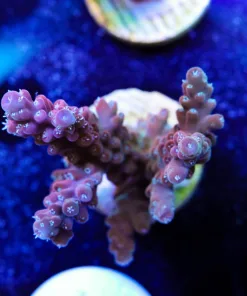 Great Barrier Reef Frag (A16) *Free Shipping ! Minimum $249 livestock spend*