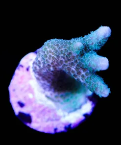 Blue Montipora Digitata Frag (A17:B)