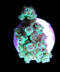 Acropora Florida Frag (A18)