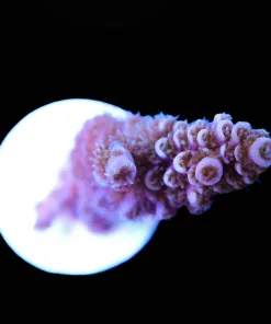Fuzzy Acropora Tenuis Frag (A18:B)