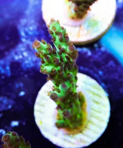 Venom Acropora Frag (A19)