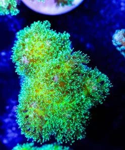 Sour Pour Pocillipora Frag | Very Bright | Very Fast Growing & Easy To Keep SPS Species (A21)