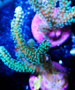 Green Goddess Birdsnest | Very Fast Growing & Easy To Keep SPS Species (A22)