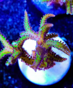 Purple Cactus Birdsnest | Very Fast Growing & Easy To Keep SPS Species (A22:B)